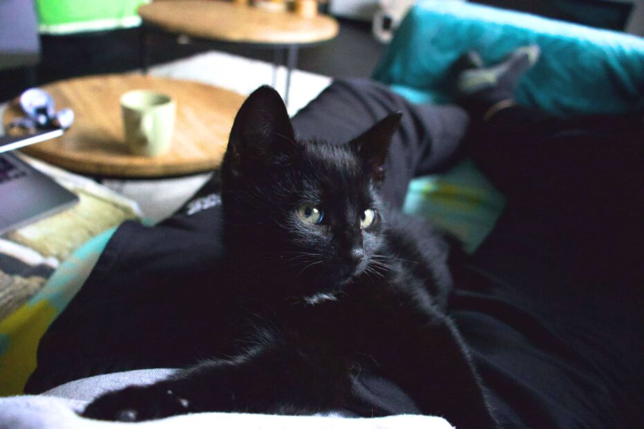 zwarte kitten zit op schoot